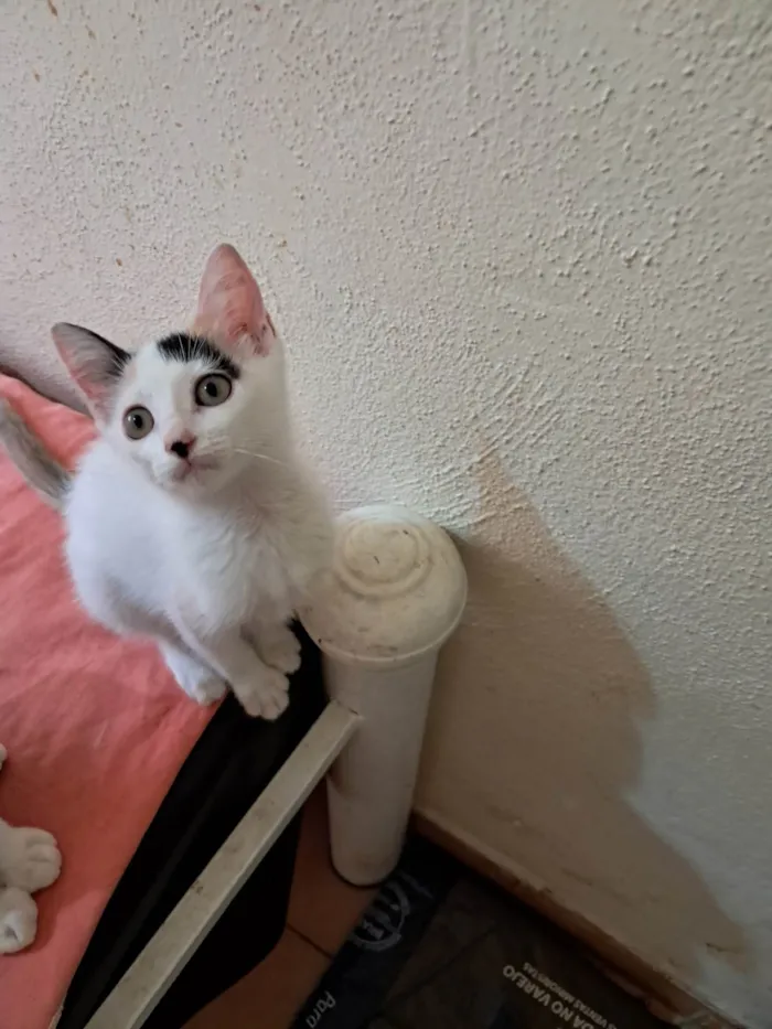 Gato ra a SRD-ViraLata idade 2 a 6 meses nome Lavanda 