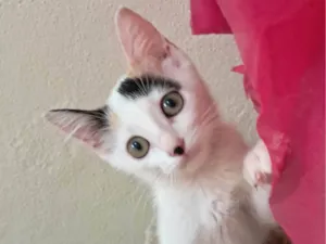 Gato raça SRD-ViraLata idade 2 a 6 meses nome Lavanda 