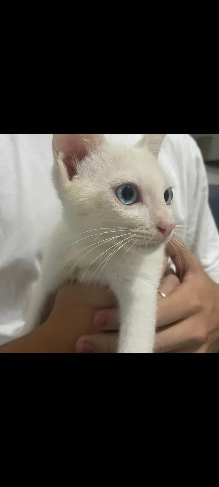 Gato ra a SRD-ViraLata idade 2 a 6 meses nome Maria (Gato