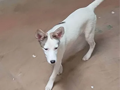 Cachorro raça SRD-ViraLata idade 2 a 6 meses nome Bela