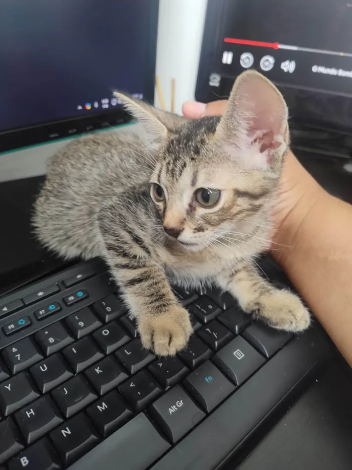 Gato ra a SRD-ViraLata idade Abaixo de 2 meses nome Zé Costinha