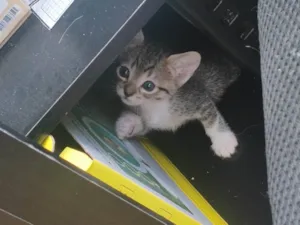 Gato raça SRD-ViraLata idade Abaixo de 2 meses nome Mc Menó