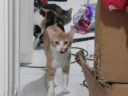 Gato raça SRD-ViraLata idade 1 ano nome Theodoro