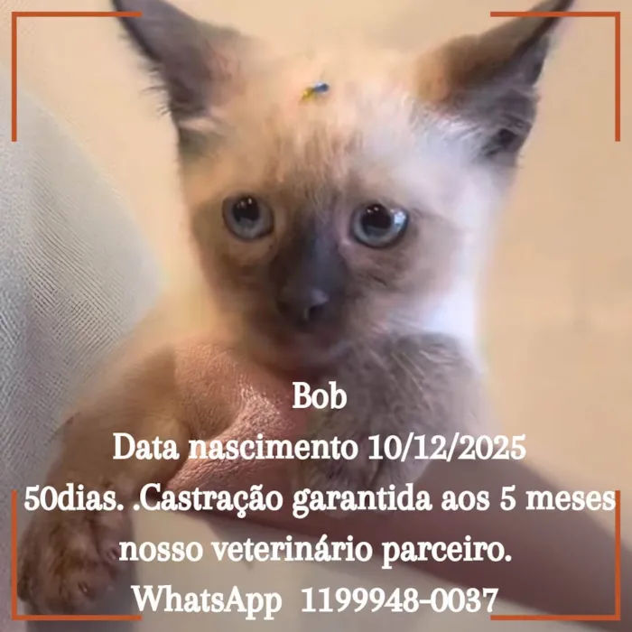 Gato ra a Siamês idade Abaixo de 2 meses nome Bob