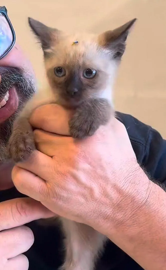 Gato ra a Siamês idade Abaixo de 2 meses nome Bob