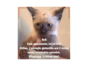 Gato raça Siamês idade Abaixo de 2 meses nome Bob