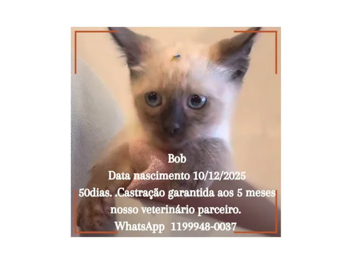 Gato ra a Siamês idade Abaixo de 2 meses nome Bob