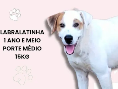Cachorro raça SRD-ViraLata idade 1 ano nome Bárbara 