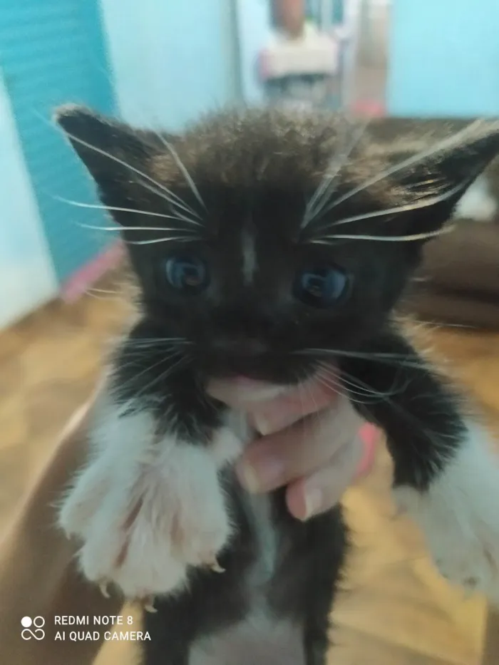 Gato ra a SRD-ViraLata idade Abaixo de 2 meses nome Não tem nome