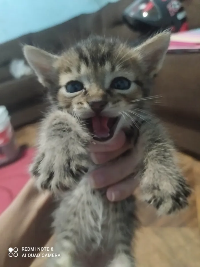 Gato ra a SRD-ViraLata idade Abaixo de 2 meses nome Não tem nome