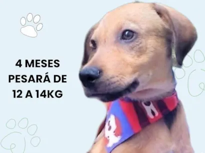 Cachorro raça SRD-ViraLata idade 2 a 6 meses nome Gregory