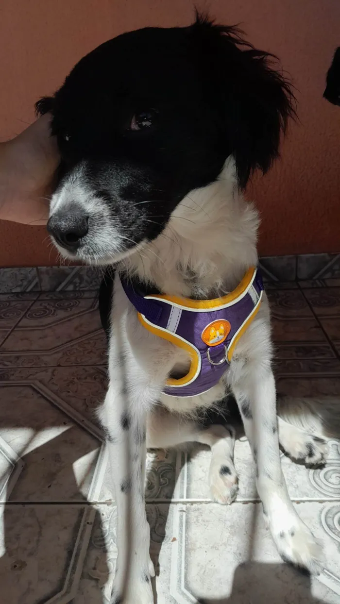 Cachorro ra a SRD-ViraLata idade 2 anos nome Skye 