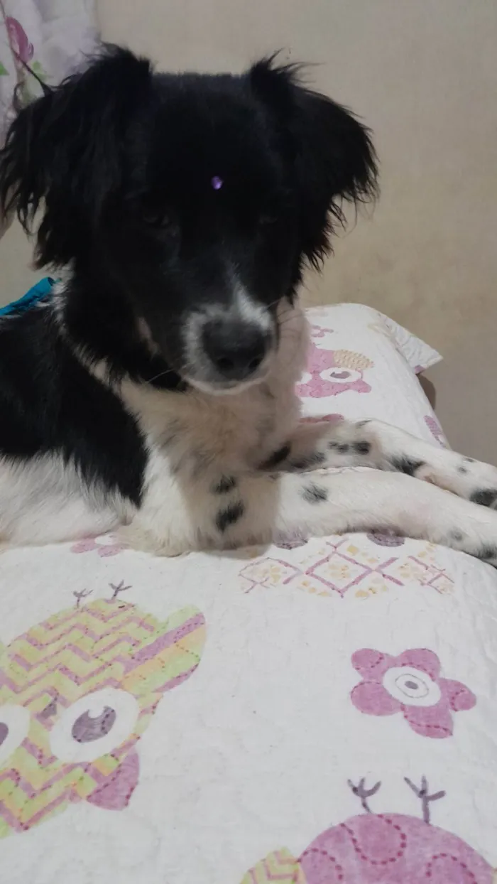 Cachorro ra a SRD-ViraLata idade 2 anos nome Skye 