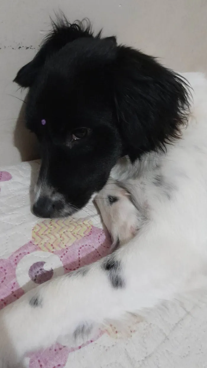 Cachorro ra a SRD-ViraLata idade 2 anos nome Skye 