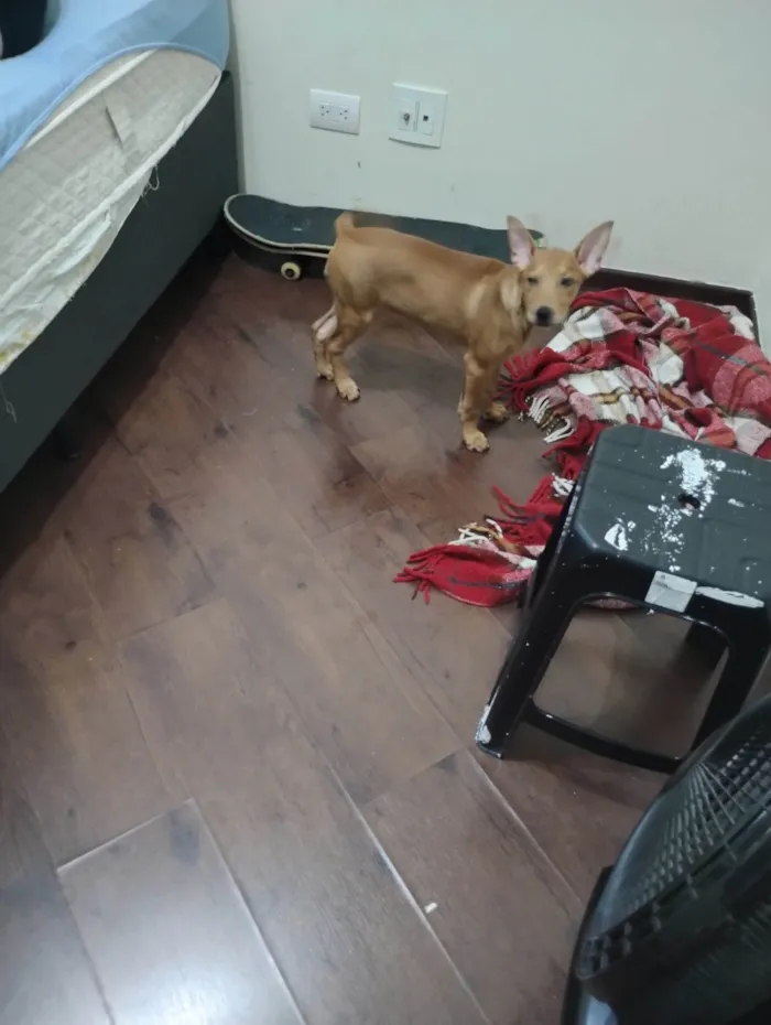 Cachorro ra a SRD-ViraLata idade 2 a 6 meses nome Kyra