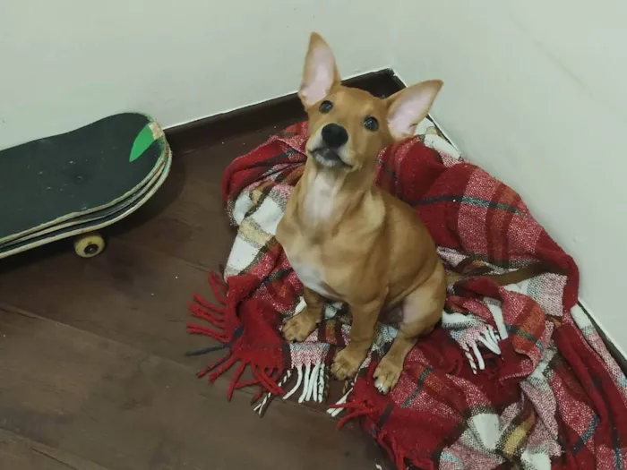 Cachorro ra a SRD-ViraLata idade 2 a 6 meses nome Kyra