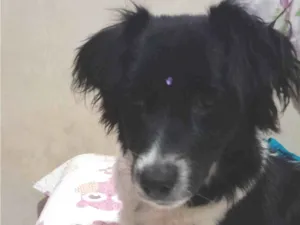 Cachorro raça SRD-ViraLata idade 2 anos nome Skye 