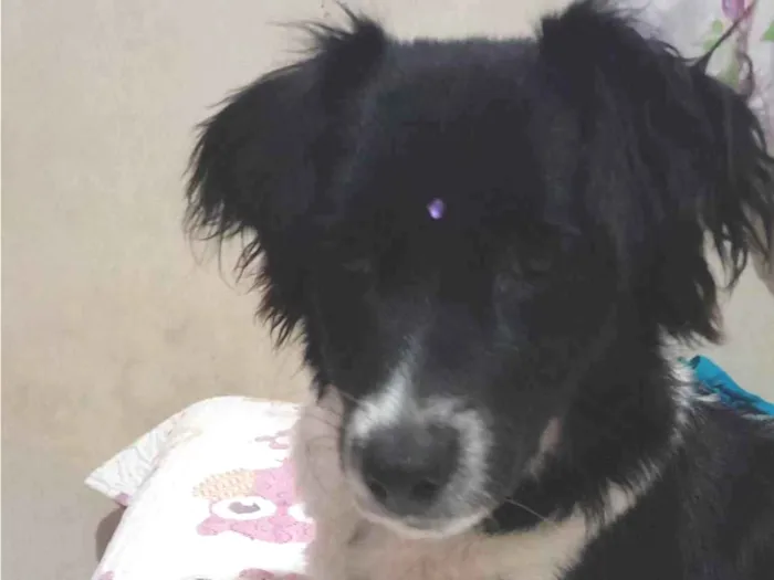 Cachorro ra a SRD-ViraLata idade 2 anos nome Skye 