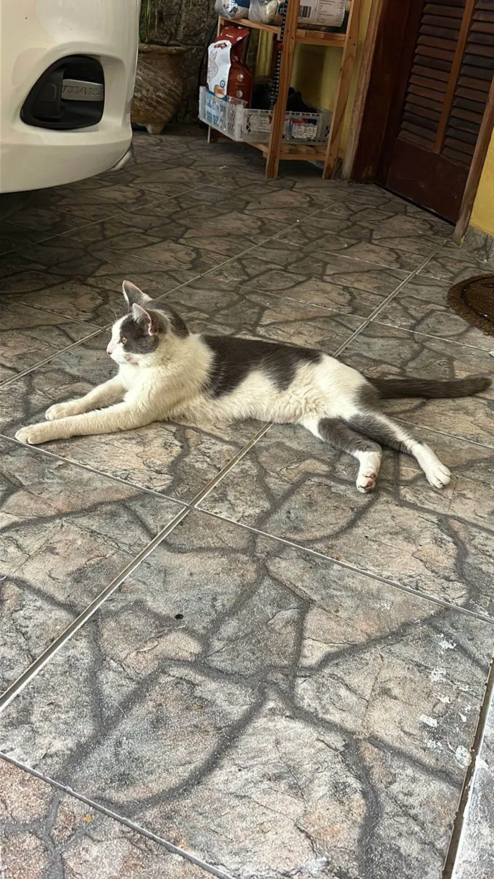 Gato ra a SRD-ViraLata idade 1 ano nome Sem nome 