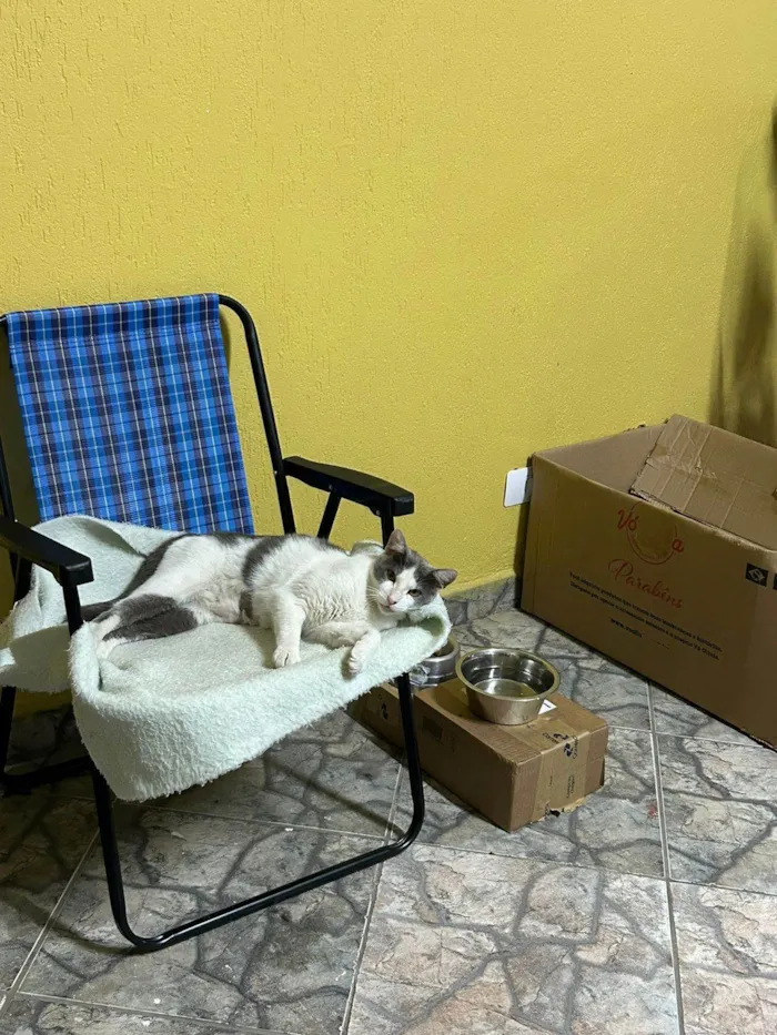 Gato ra a SRD-ViraLata idade 1 ano nome Sem nome 