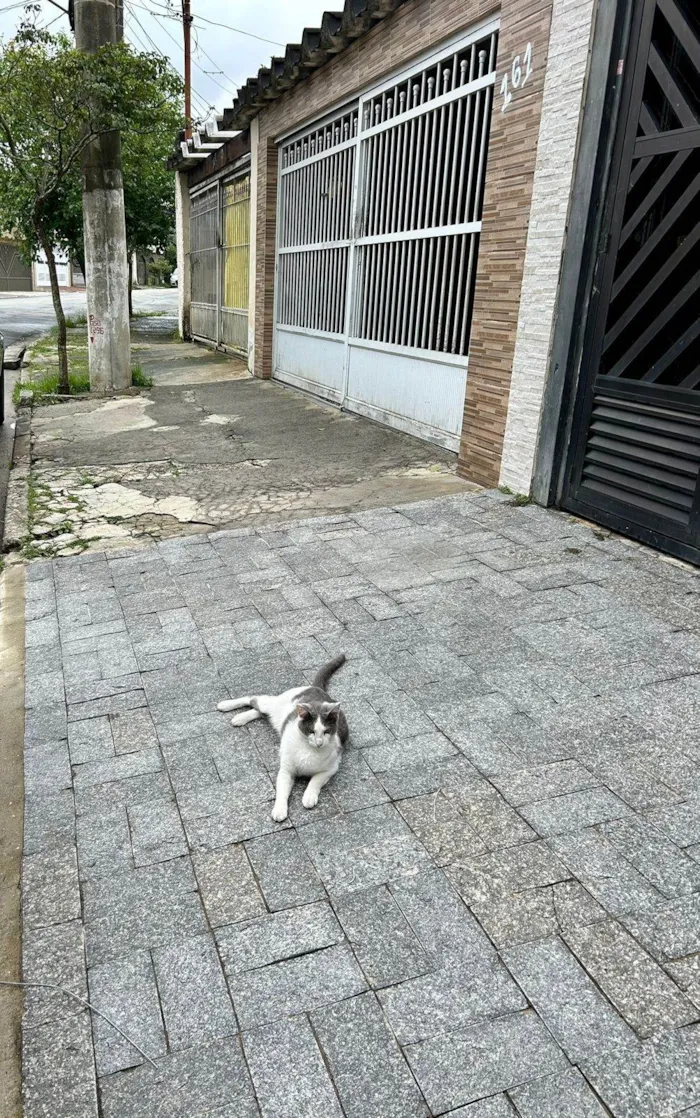 Gato ra a SRD-ViraLata idade 1 ano nome Sem nome 