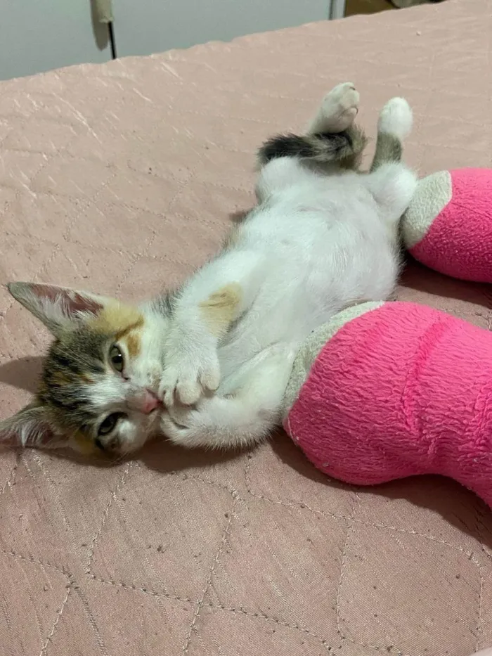 Gato ra a SRD-ViraLata idade 2 a 6 meses nome Doam-se gatinho fêmea filhote 