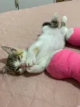 Doam-se gatinho fêmea filhote