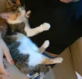 Doam-se gatinho fêmea filhote