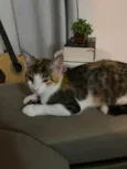 Doam-se gatinho fêmea filhote