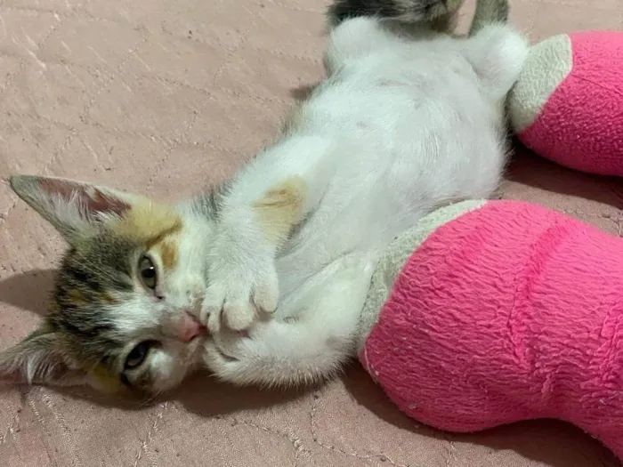 Gato ra a SRD-ViraLata idade 2 a 6 meses nome Doam-se gatinho fêmea filhote 