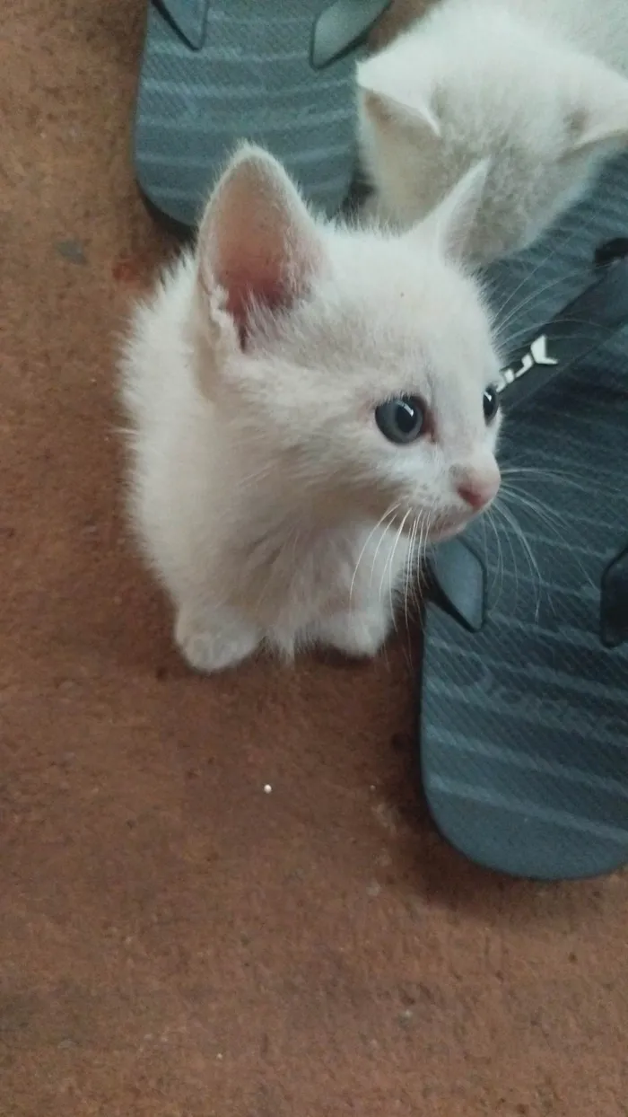 Gato ra a SRD-ViraLata idade Abaixo de 2 meses nome Sem nome 