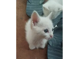 Gato raça SRD-ViraLata idade Abaixo de 2 meses nome Sem nome 