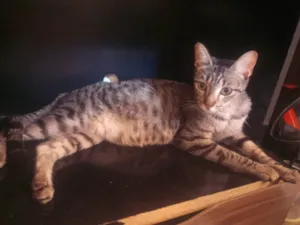 Gato raça SRD-ViraLata idade 1 ano nome Doa-se gata grávida chamada Stella 