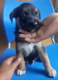 Diamante negro