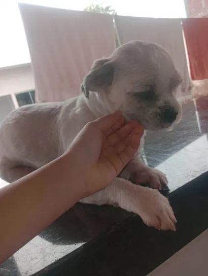 Gato raça SRD-ViraLata idade 2 a 6 meses nome N sei 