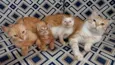 Garfield e Felina