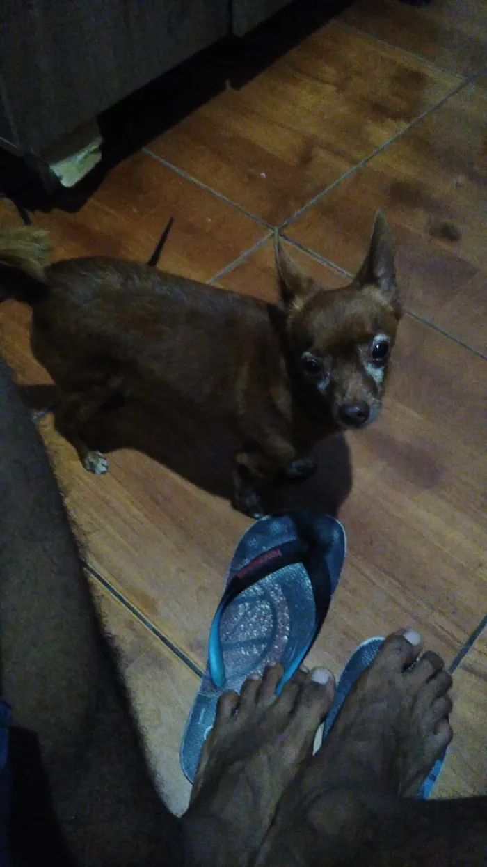 Cachorro ra a Pinscher idade 5 anos nome Link