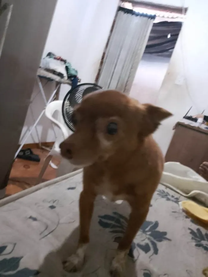 Cachorro ra a Pinscher idade 5 anos nome Link