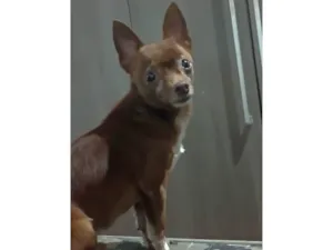 Cachorro raça Pinscher idade 5 anos nome Link