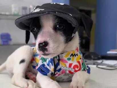 Cachorro raça SRD-ViraLata idade 2 a 6 meses nome Não tem nome ainda 