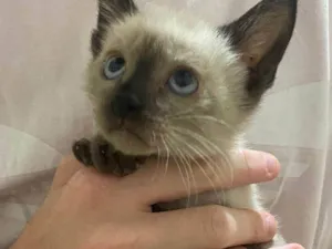 Gato raça SRD-ViraLata idade 2 a 6 meses nome Sem nome