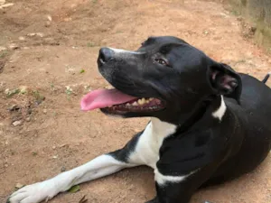 Cachorro raça Pit-Bull idade 4 anos nome Bardô