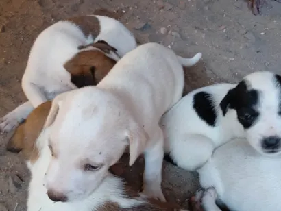 Cachorro raça SRD-ViraLata idade 2 a 6 meses nome Filhotes 