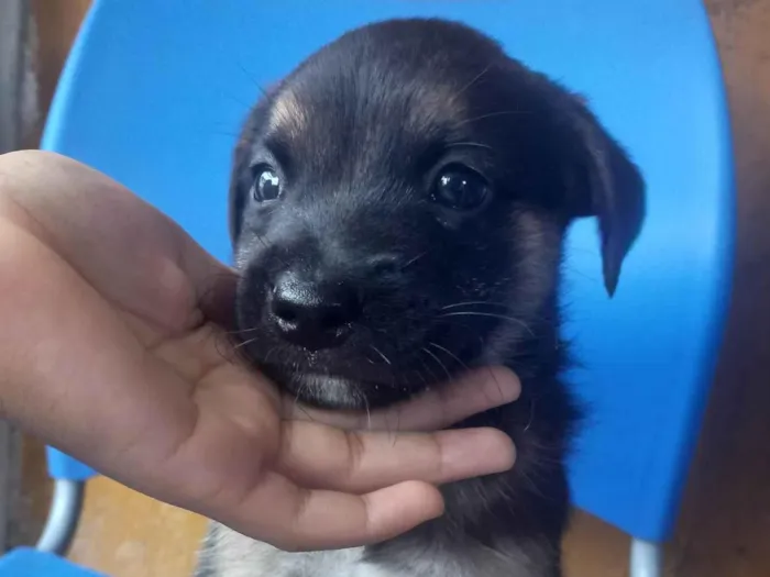 Cachorro ra a SRD-ViraLata idade Abaixo de 2 meses nome Diamante negro