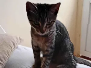 Gato raça SRD-ViraLata idade 2 a 6 meses nome Simba e Luke