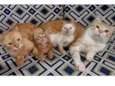 Garfield e Felina