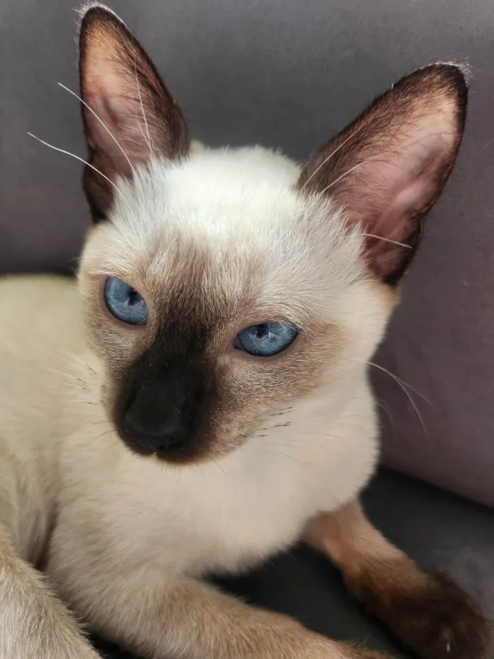 Gato ra a Siamês idade 2 a 6 meses nome Eve