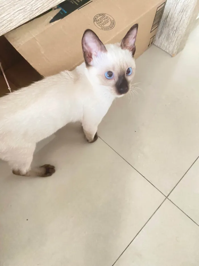 Gato ra a Siamês idade 2 a 6 meses nome Eve