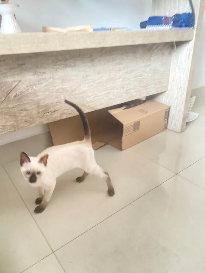 Gato ra a Siamês idade 2 a 6 meses nome Eve