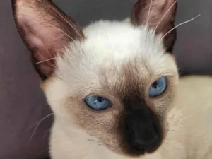 Gato raça Siamês idade 2 a 6 meses nome Eve